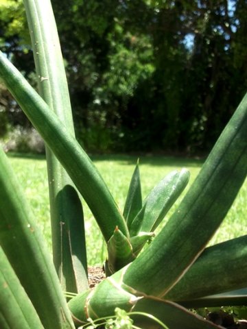 Sansevieria cylindrica pointed tips and near cylinders